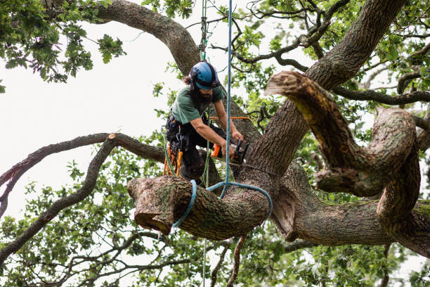 How Our Tree Care Process Works  in  Gardena, CA
