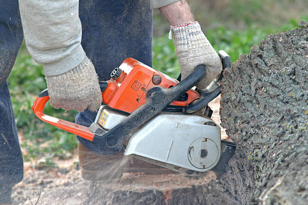 Best Tree Cabling and Bracing  in Gardena, CA