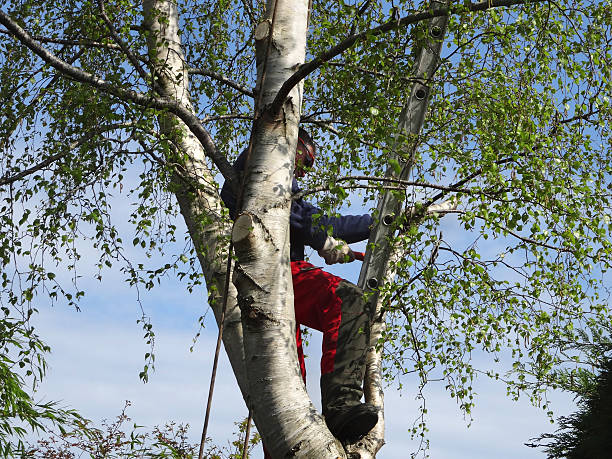Reliable Gardena, CA Tree Care Solutions