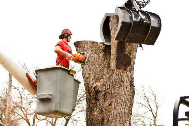 Best Aeration Services  in Gardena, CA